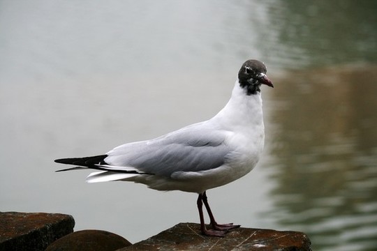 黑嘴鷗