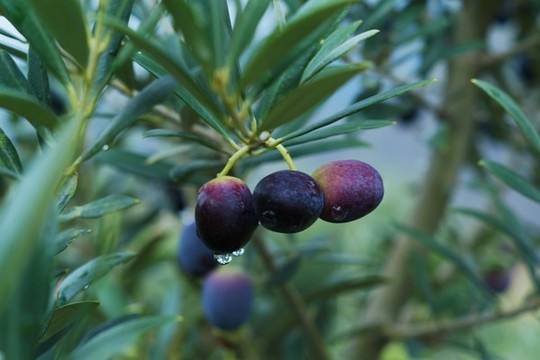 油橄欖樹