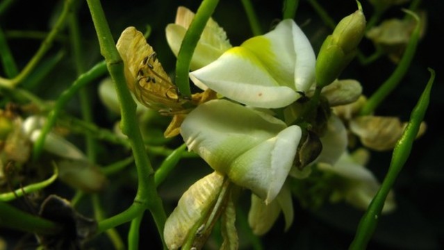 槐花