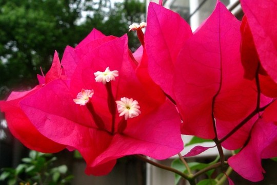 葉子花