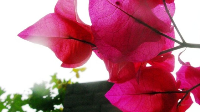 葉子花