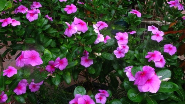 長春花