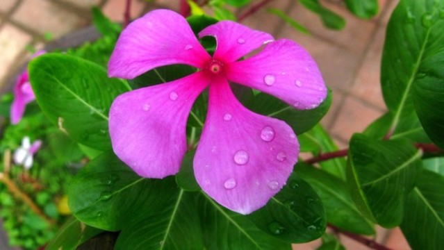 長春花