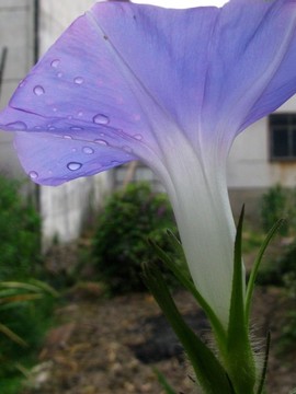 牽牛花