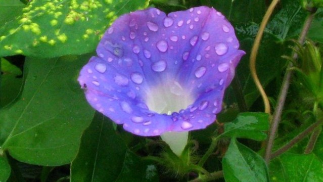 牽牛花