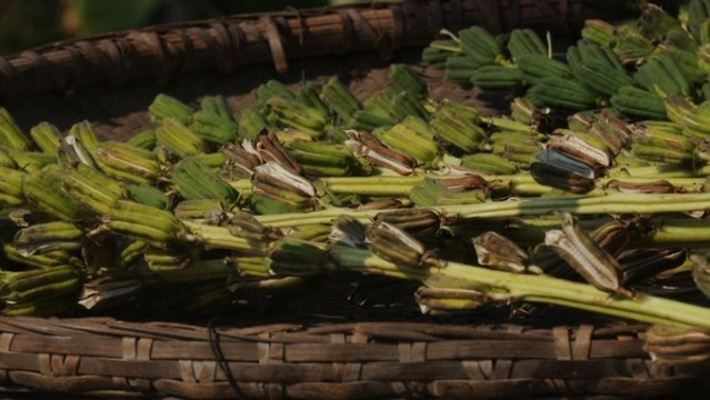 芝麻