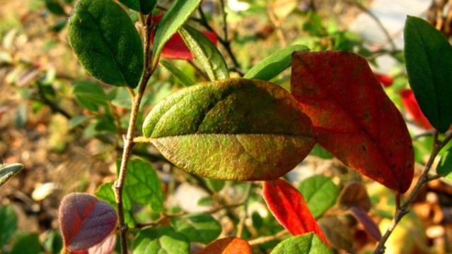紅花檵木