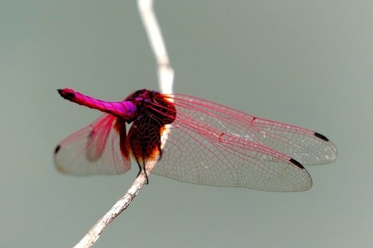 蜻蜓