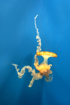 海洋館水母