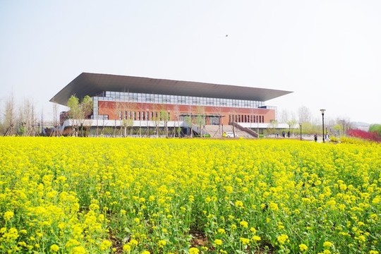 山東交通學(xué)院油菜花