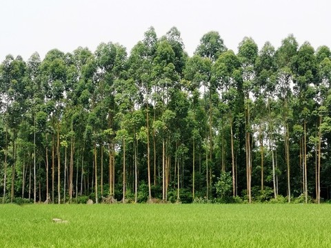 綠樹林