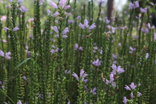 隨意草2