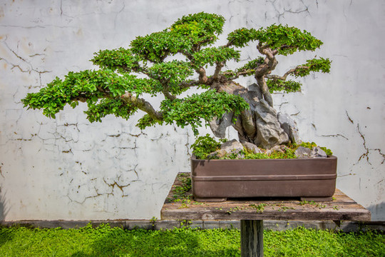 鮑家花園盆景