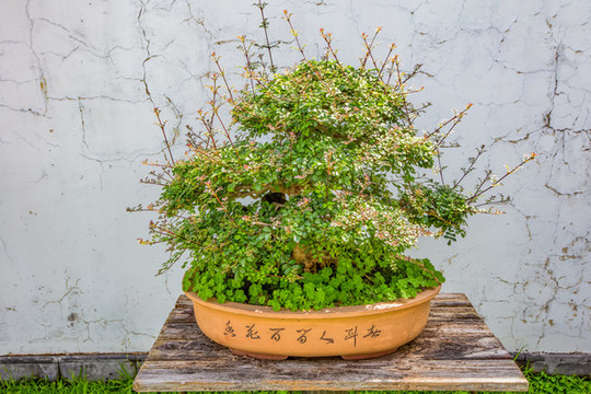 鮑家花園盆景