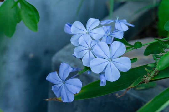 藍(lán)花丹