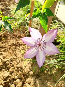 鐵線蓮
