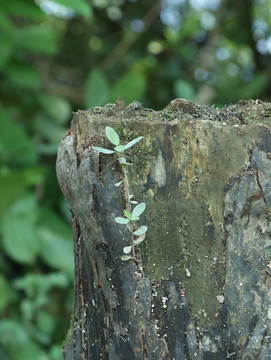 樹樁長草