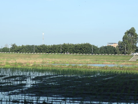 鎮(zhèn)湖相思街水稻農(nóng)田