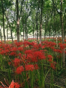 曼珠沙華
