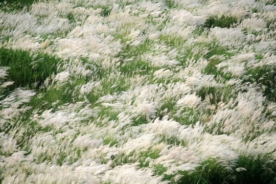 荻草