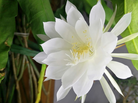 曇花
