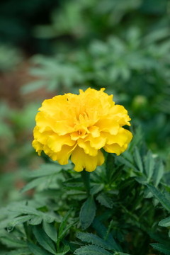 萬壽菊
