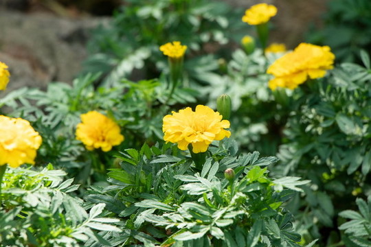 萬壽菊