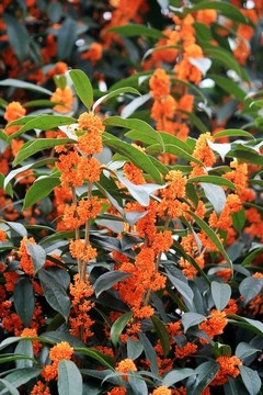 桂花