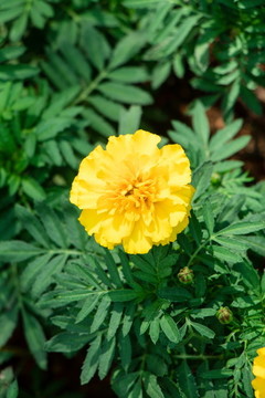 盛開(kāi)的萬(wàn)壽菊