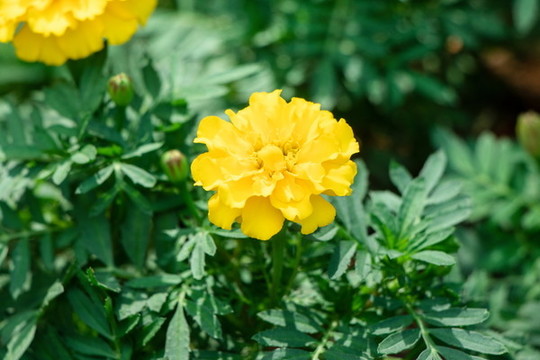 盛開(kāi)的萬(wàn)壽菊