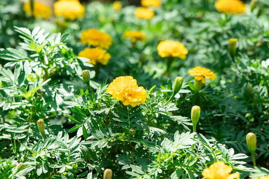 盛開的萬壽菊