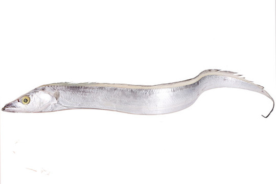 帶魚