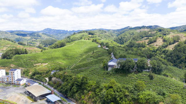洛河茶場四