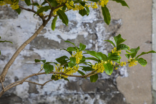 桂花