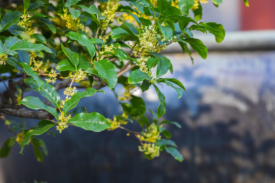 桂花