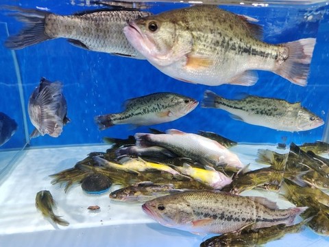 活鱸魚(yú)