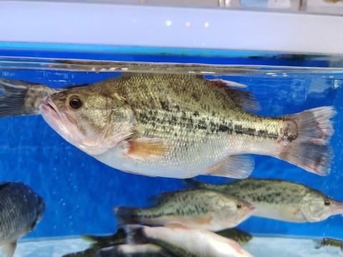 鱸魚