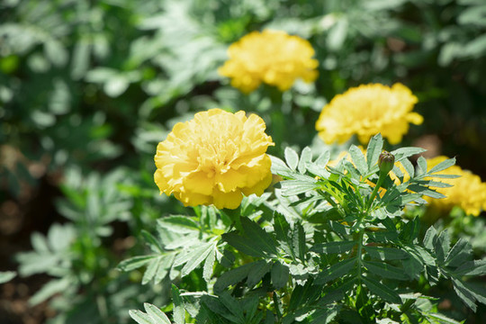 萬壽菊