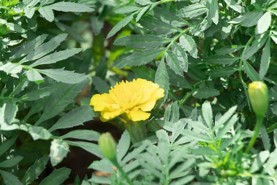 萬(wàn)壽菊