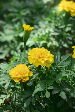萬壽菊