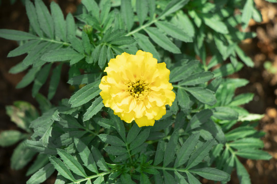 萬壽菊
