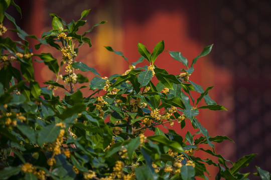 桂花