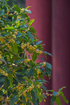 桂花
