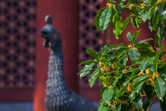 桂花