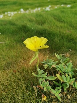月見草