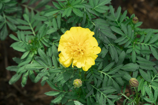萬壽菊