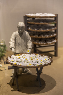 杭白菊制作工藝之曬干