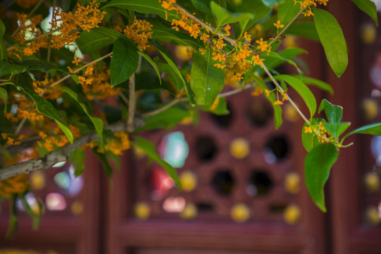 桂花