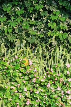 綠植墻