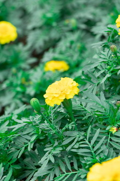 萬壽菊
